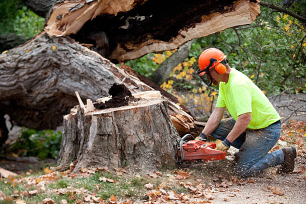 Best Tree Disease Treatment  in Troy, NC